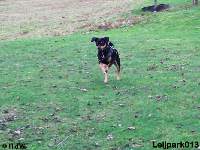 Leijpark013   5 december 2020 hondjes 