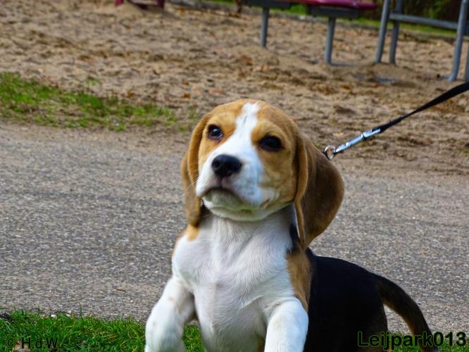Leijpark013   5 december 2020 hondjes 