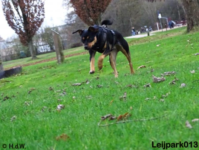 Leijpark013   5 december 2020 hondjes 