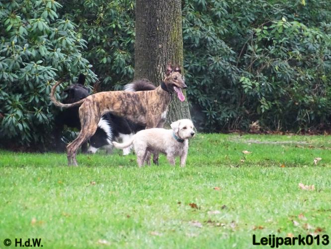 Leijpark013   5 december 2020 hondjes 