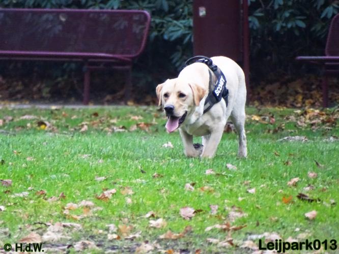 Leijpark013   5 december 2020 hondjes 