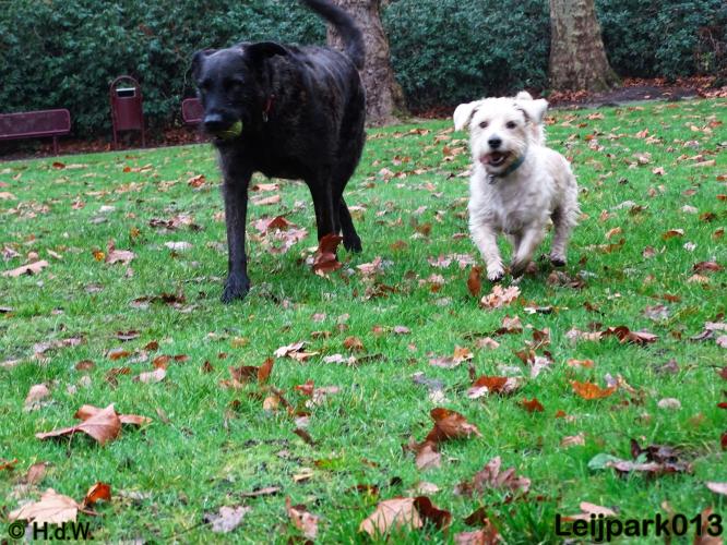 Leijpark013   5 december 2020 hondjes 