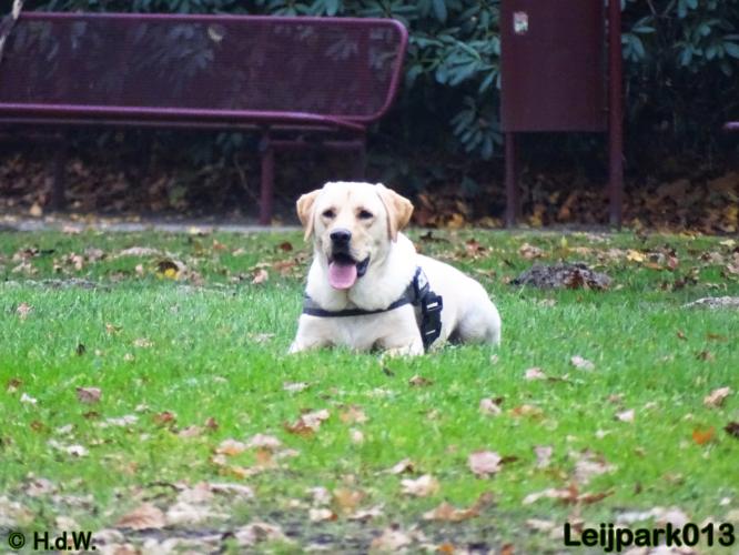 Leijpark013   5 december 2020 hondjes 