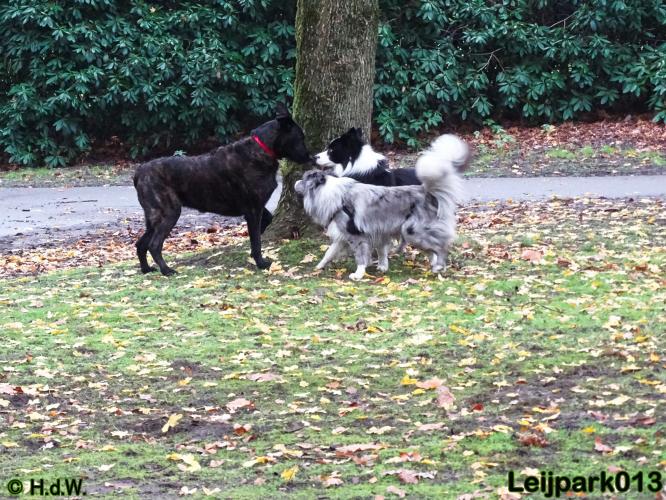 Leijpark013   5 december 2020 hondjes 