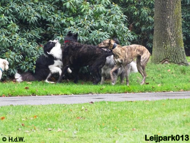 Leijpark013   5 december 2020 hondjes 