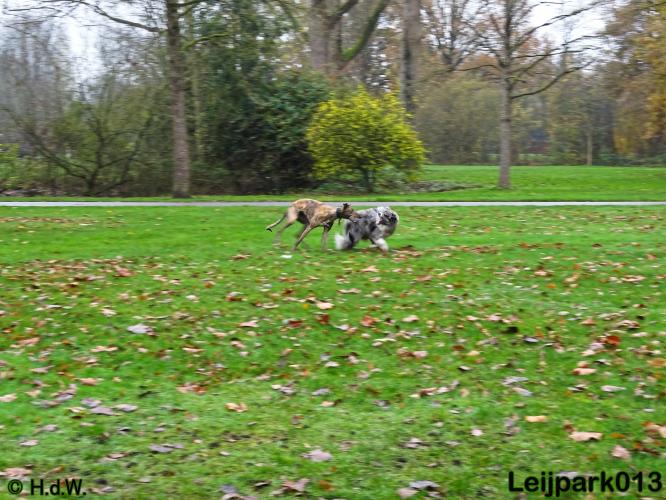 Leijpark013   5 december 2020 hondjes 