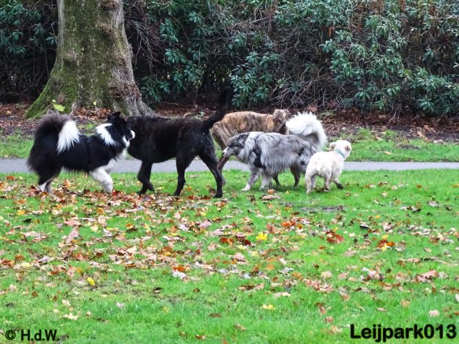 Leijpark013   5 december 2020 hondjes 
