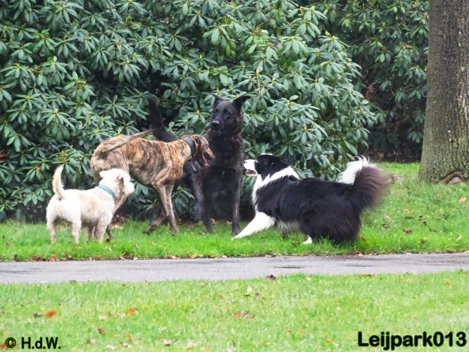 Leijpark013   5 december 2020 hondjes 