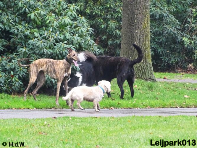 Leijpark013   5 december 2020 hondjes 