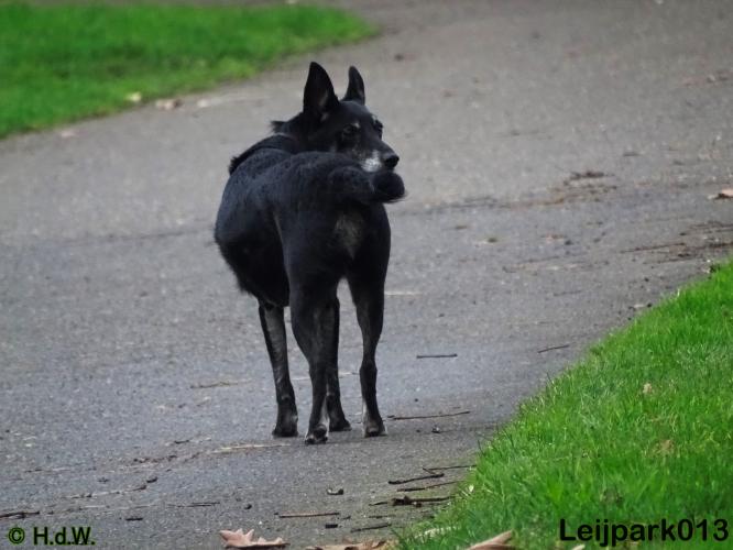 Leijpark013   5 december 2020 hondjes 