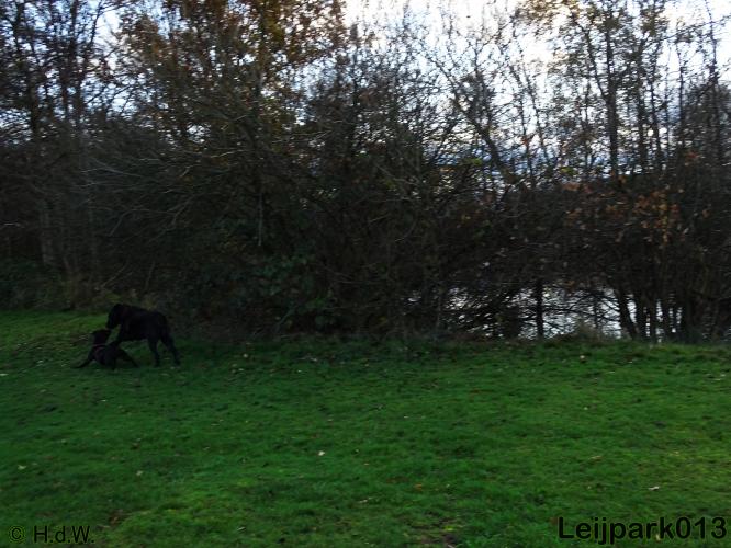 Leijpark013   5 december 2020 hondjes 