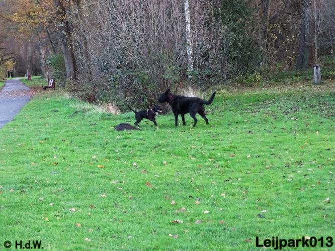 Leijpark013   5 december 2020 hondjes 