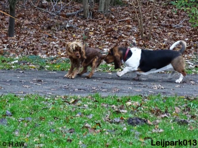 Leijpark013   5 december 2020 hondjes 