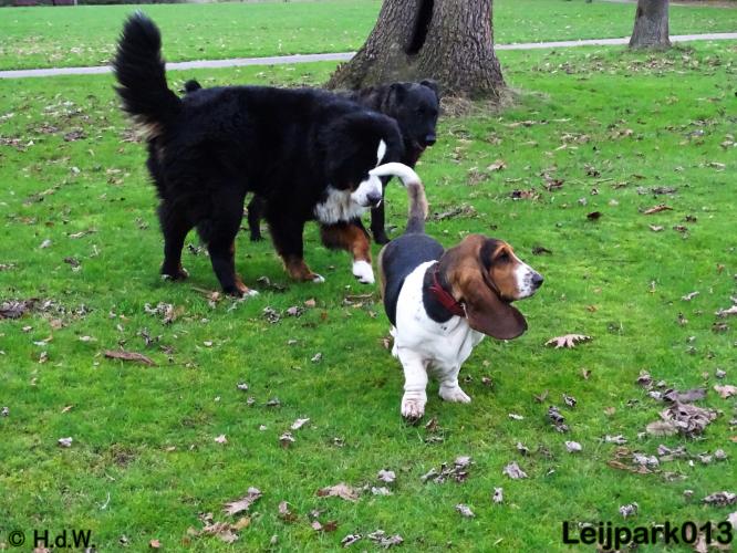 Leijpark013   5 december 2020 hondjes 