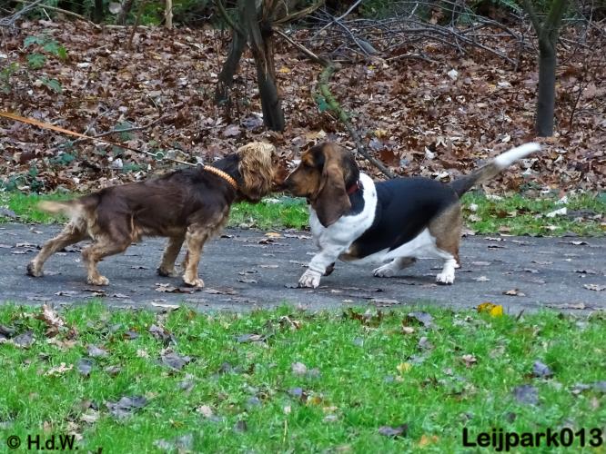 Leijpark013   5 december 2020 hondjes 