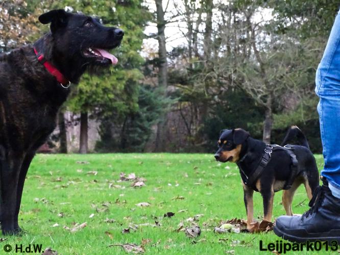 Leijpark013   5 december 2020 hondjes 