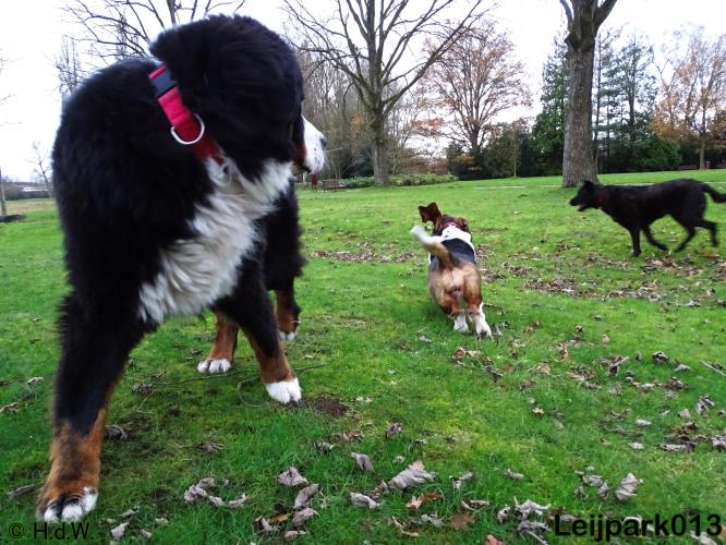 Leijpark013   5 december 2020 hondjes 