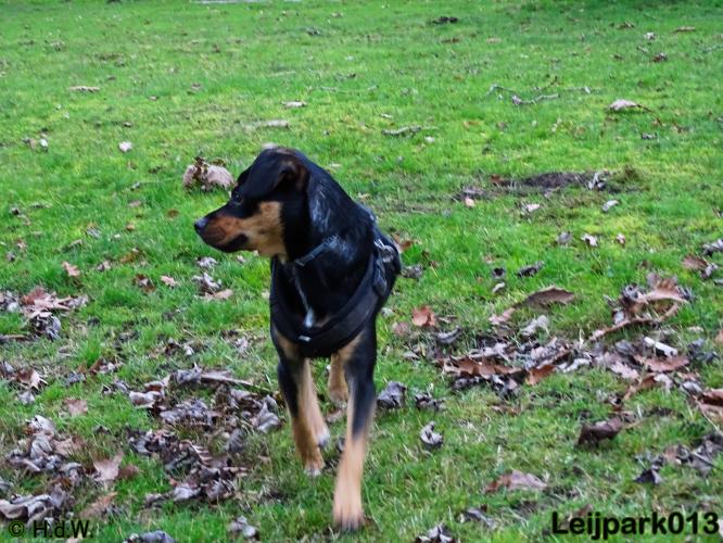 Leijpark013   5 december 2020 hondjes 