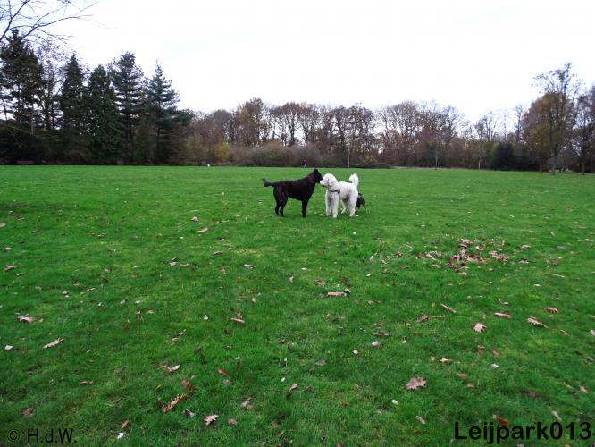 Leijpark013   5 december 2020 hondjes 