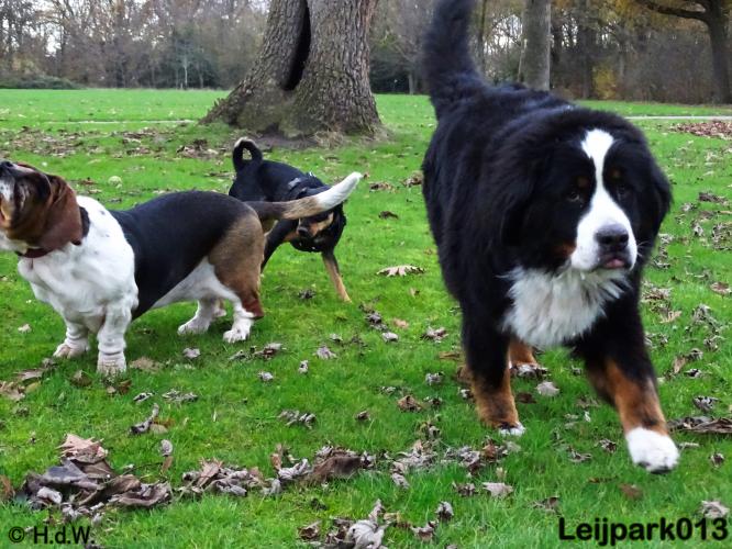 Leijpark013   5 december 2020 hondjes 