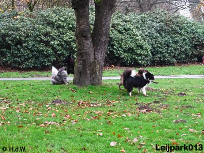 Leijpark013   5 december 2020 hondjes 