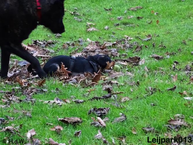 Leijpark013   5 december 2020 hondjes 
