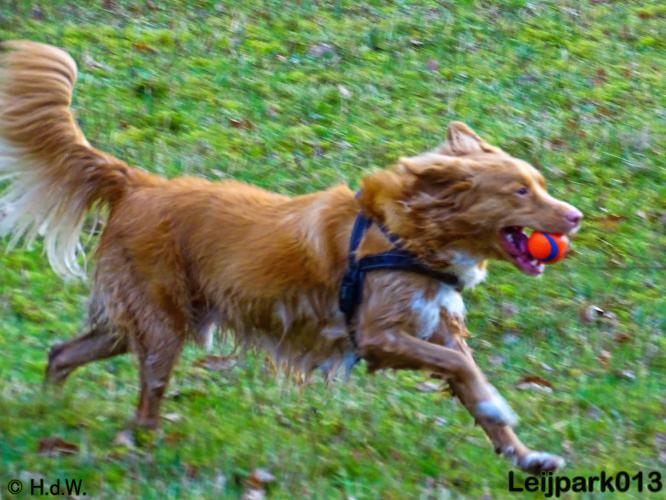 Leijpark013   5 december 2020 hondjes 