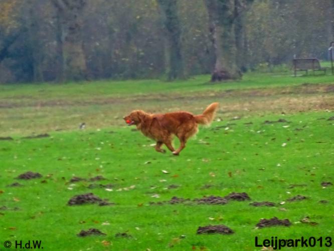 Leijpark013   5 december 2020 hondjes 