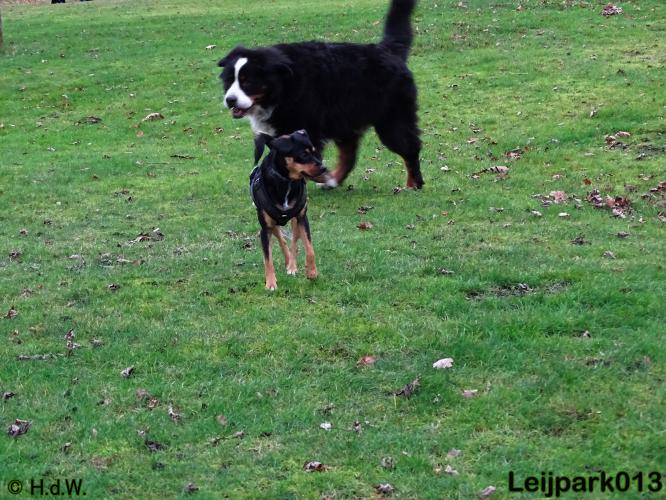 Leijpark013   5 december 2020 hondjes 