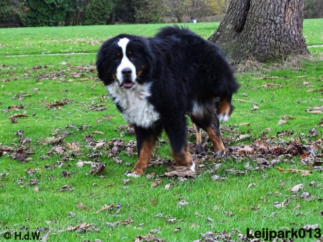 Leijpark013   5 december 2020 hondjes 