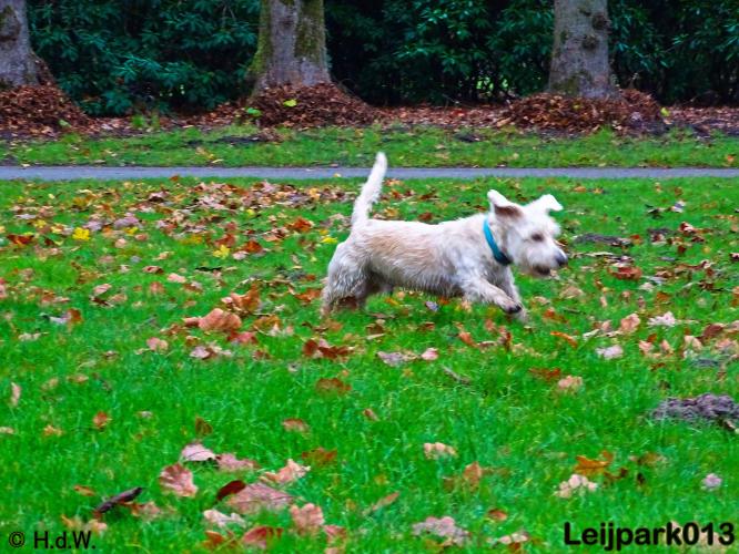 Leijpark013   5 december 2020 hondjes 