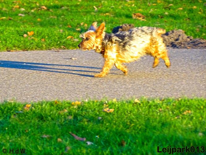 Leijpark013   5 december 2020 hondjes 