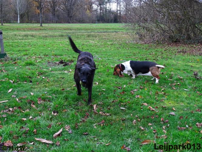 Leijpark013   5 december 2020 hondjes 