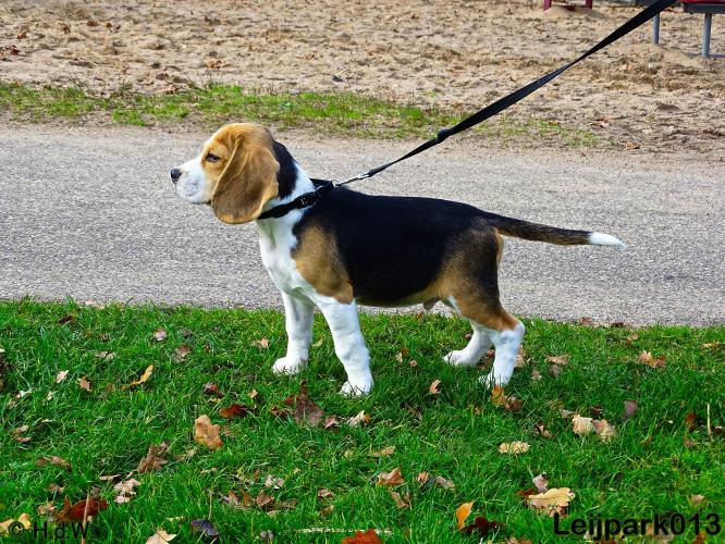 Leijpark013   5 december 2020 hondjes 