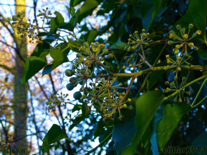 Leijpark013    4 &amp; 5 December 2020 