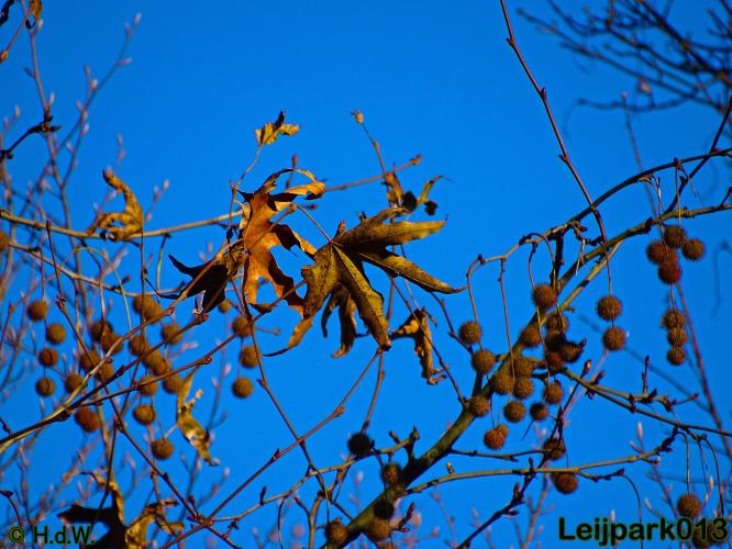 Leijpark013    4 &amp; 5 December 2020 