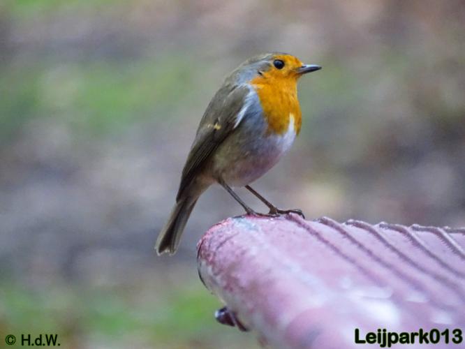 Leijpark013    4 &amp; 5 December 2020 