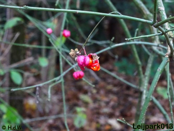 Leijpark013    4 &amp; 5 December 2020 