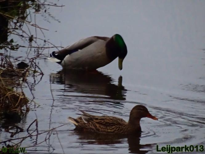 Leijpark013    4 &amp; 5 December 2020 