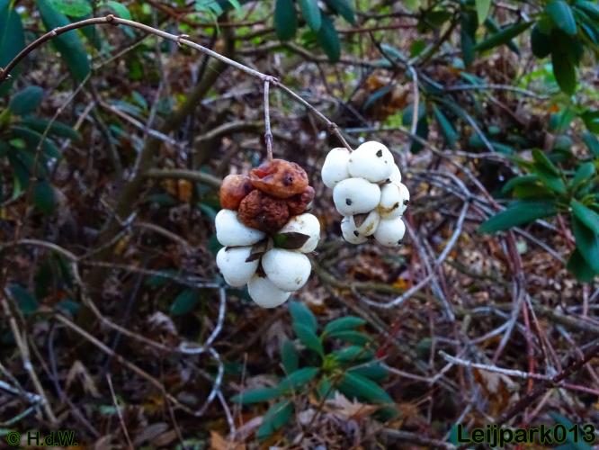 Leijpark013    4 &amp; 5 December 2020 