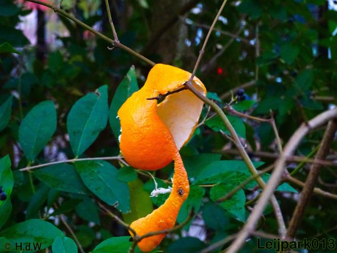 Leijpark013    4 &amp; 5 December 2020 