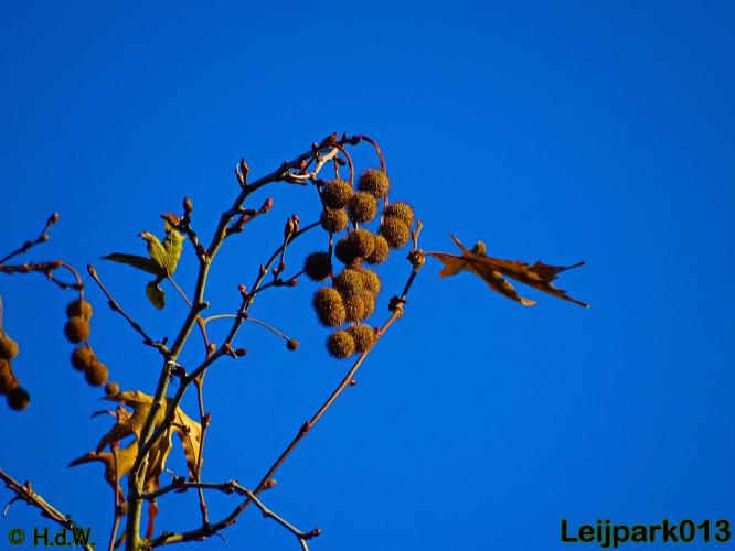 Leijpark013    4 &amp; 5 December 2020 