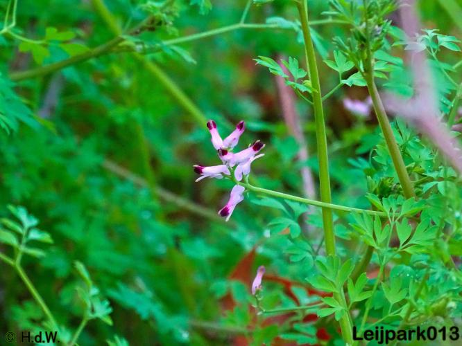 Leijpark013    4 &amp; 5 December 2020 