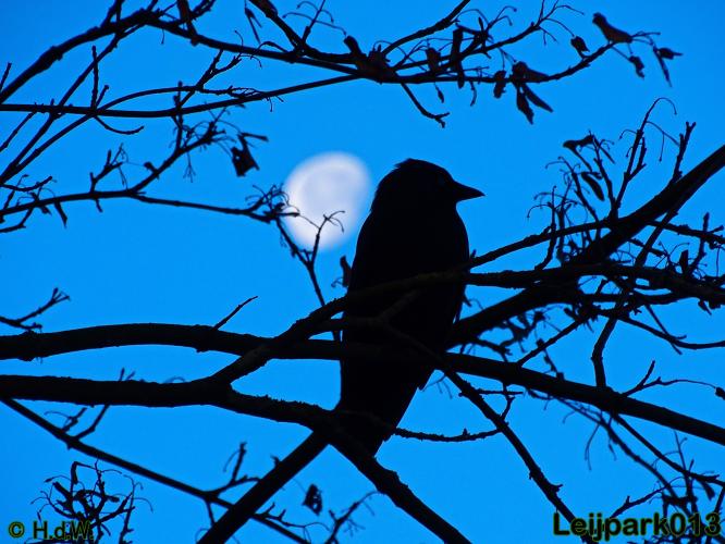 Leijpark013    4 &amp; 5 December 2020 