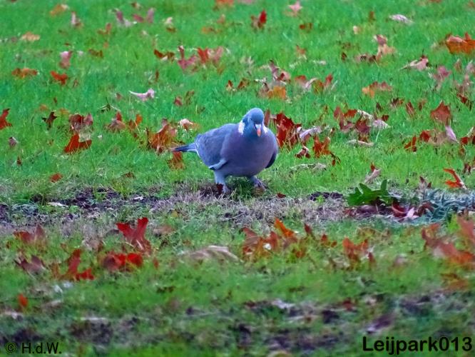 Leijpark013    4 &amp; 5 December 2020 