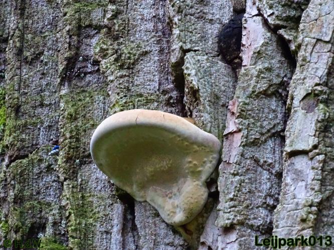 Leijpark013    4 &amp; 5 December 2020 