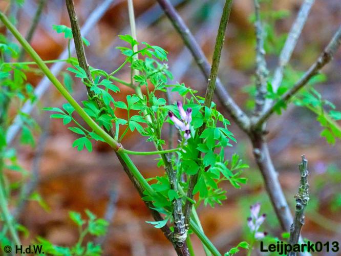 Leijpark013    4 &amp; 5 December 2020 