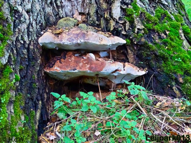 Leijpark013    4 &amp; 5 December 2020 