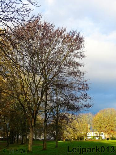Leijpark013    4 &amp; 5 December 2020 