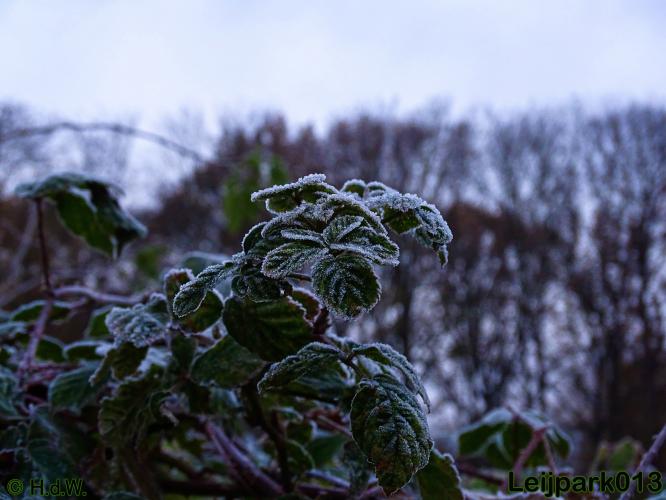 Leijpark013    5 &amp; 6 december 2020 